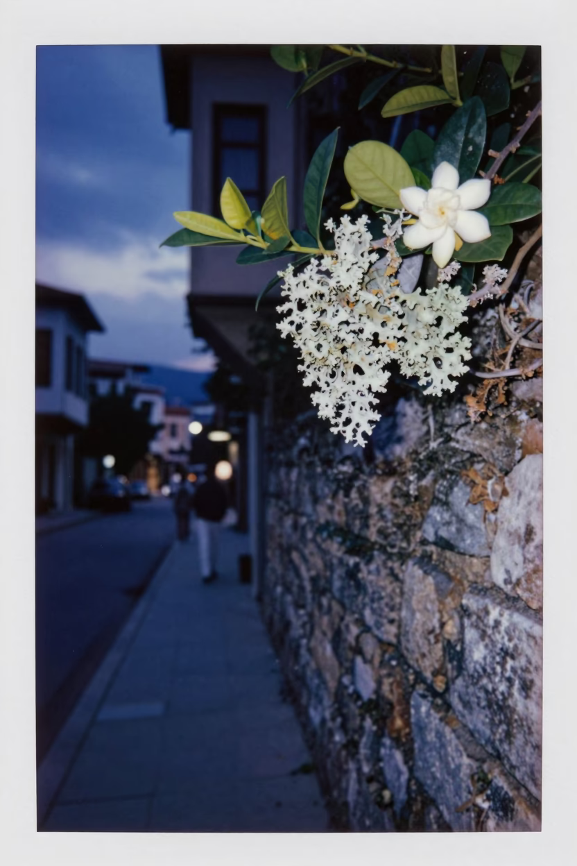 Izmir Turkey Evening Street Scene with Lichen and Gardenia in Indigo Twilight in in Izmir, Turkey