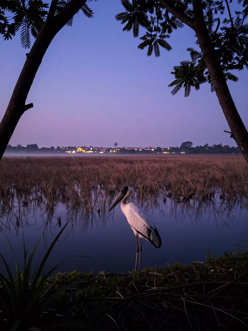 Jabiru Stork at Blue Hour Near Jakarta in near Jakarta
