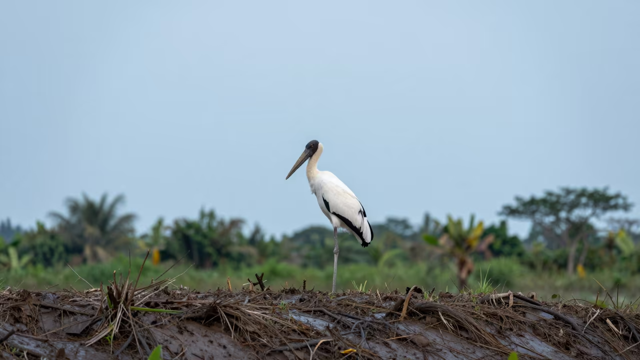 Jabiru Stork on Wind-Scoured Ridge Ho Chi Minh in on a wind-scoured ridge near Ho Chi Minh City