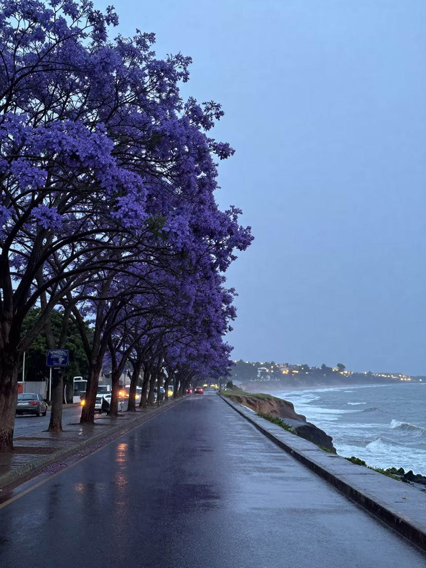 Jacaranda Boulevard Monsoon Twilight Mozambique in along a salt-sprayed cliff edge in Mozambique