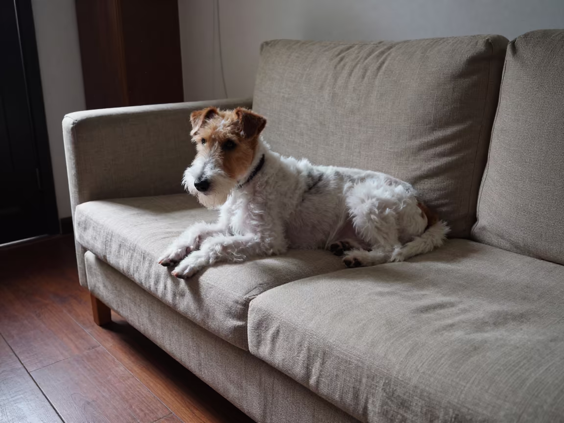 Jagdterrier on Linen Sofa in Hanoi Afternoon in on a linen sofa with daylight from a nearby window in Hanoi