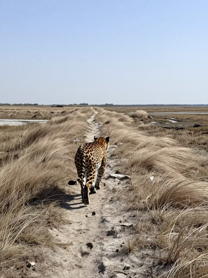 Jaguar Crossing Wind-Scoured Marsh Ridge in on a wind-scoured ridge near Edirne