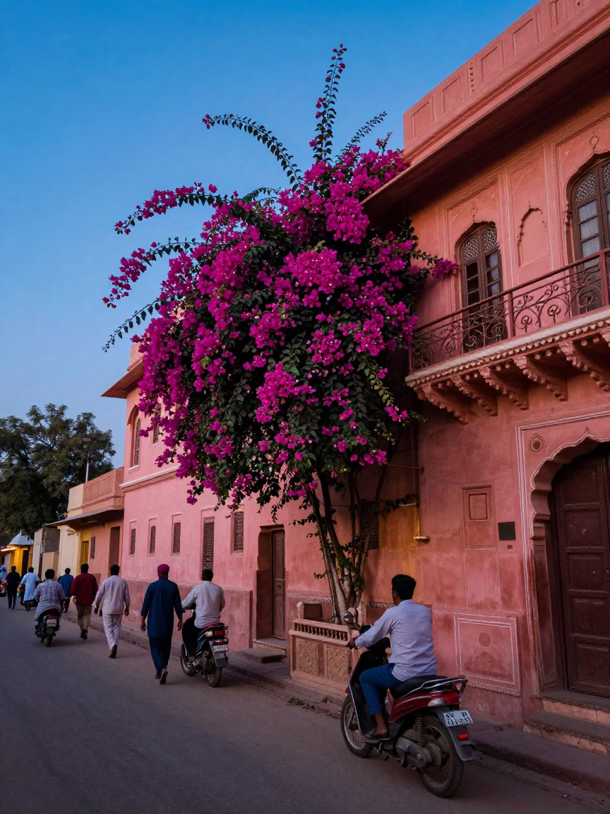 Jaipur India Blue Hour Street Scene with Bougainvillea and Local Life in in Jaipur, India