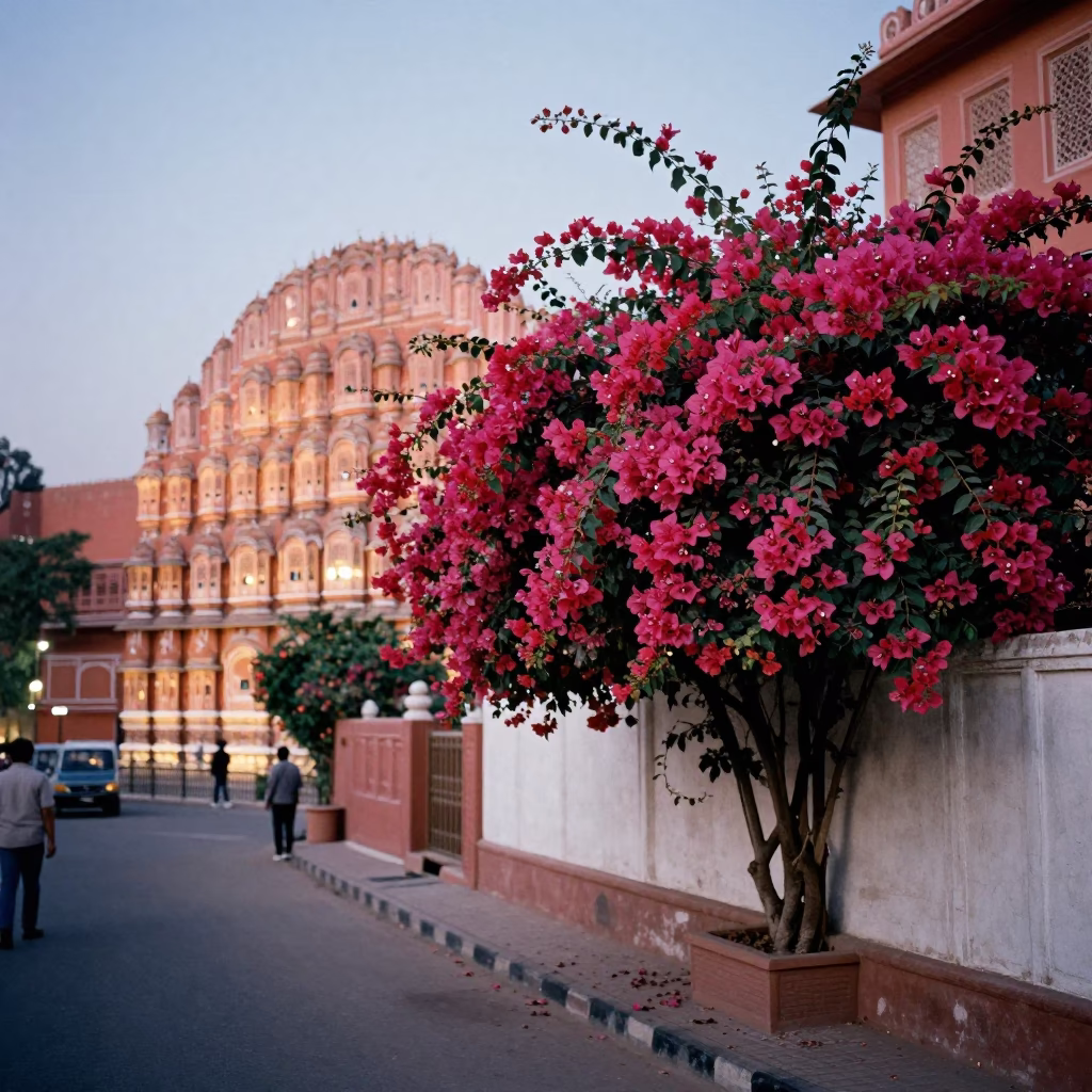 Jaipur India Street Scene at Dusk with Bougainvillea and Pink City Architecture in in Jaipur, India