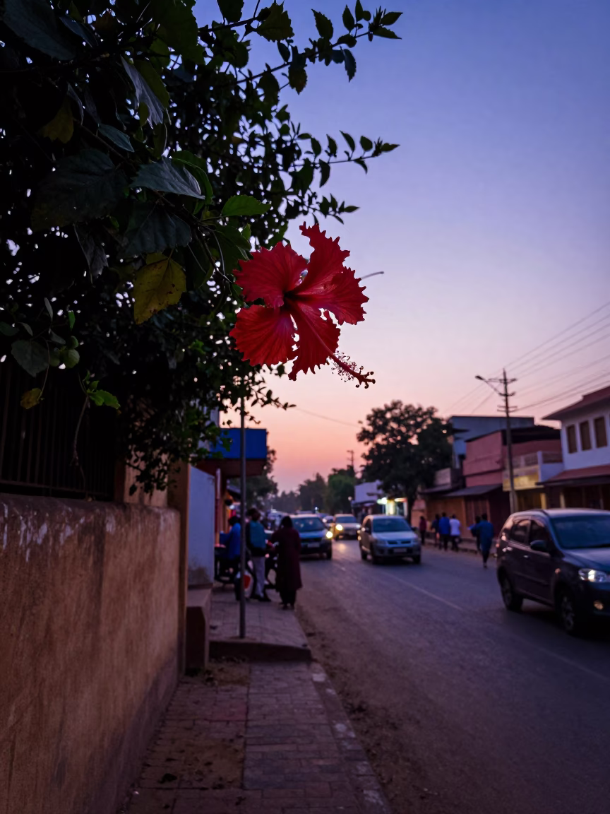 Jaipur Street Scene at Nautical Dawn with Hibiscus and Euphorbia Candelabra Tree in in Jaipur, India