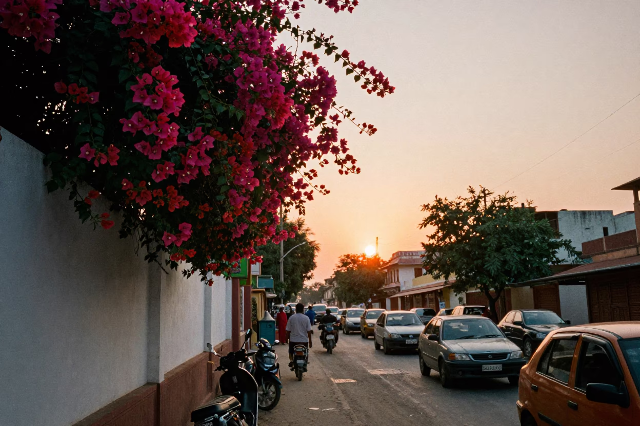 Jaipur Street Scene at Sunset with Bougainvillea and Date Palm Clusters in in Jaipur, India