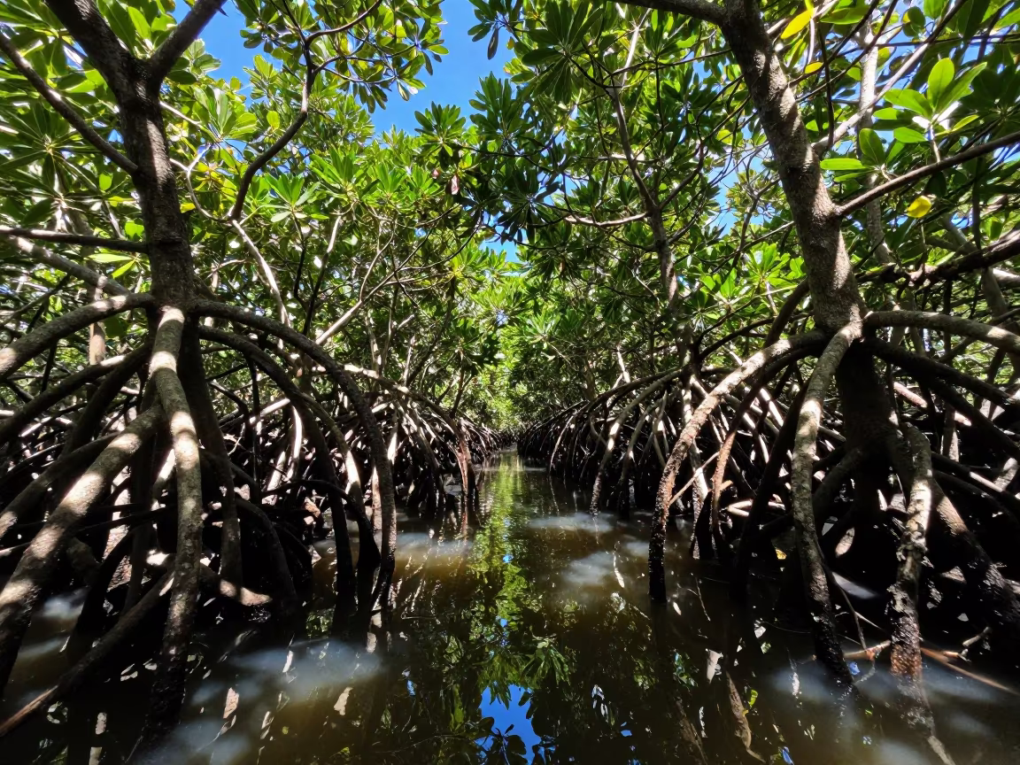Jamaican Mangrove Roots in Dappled Afternoon Light in in Jamaica