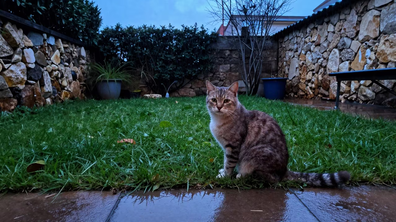 Japanese Bobtail Cat in Beirut Winter Twilight in in a small yard with clipped grass, calm light, and the animal centered in frame in Beirut