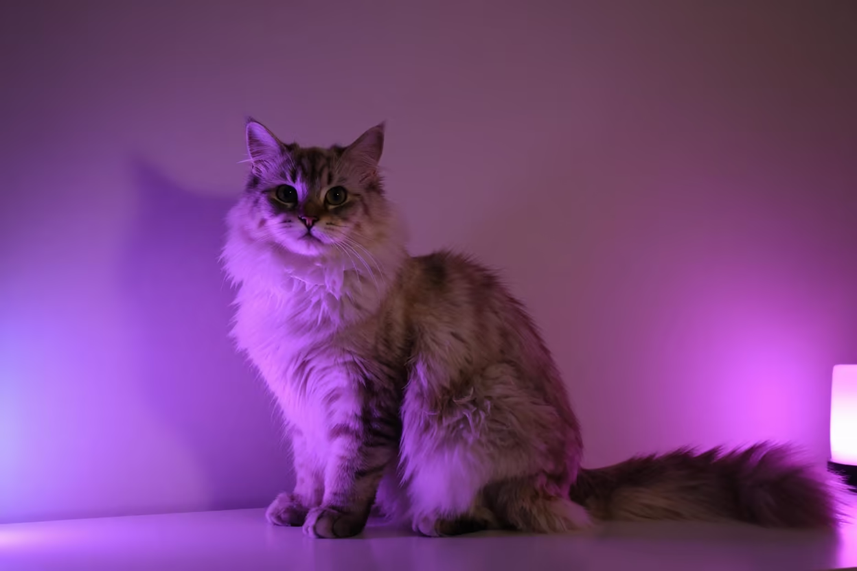 Japanese Bobtail Cat in Neon Night Light in beside a plain plaster wall in soft indoor light with the animal centered in frame in Urumqi