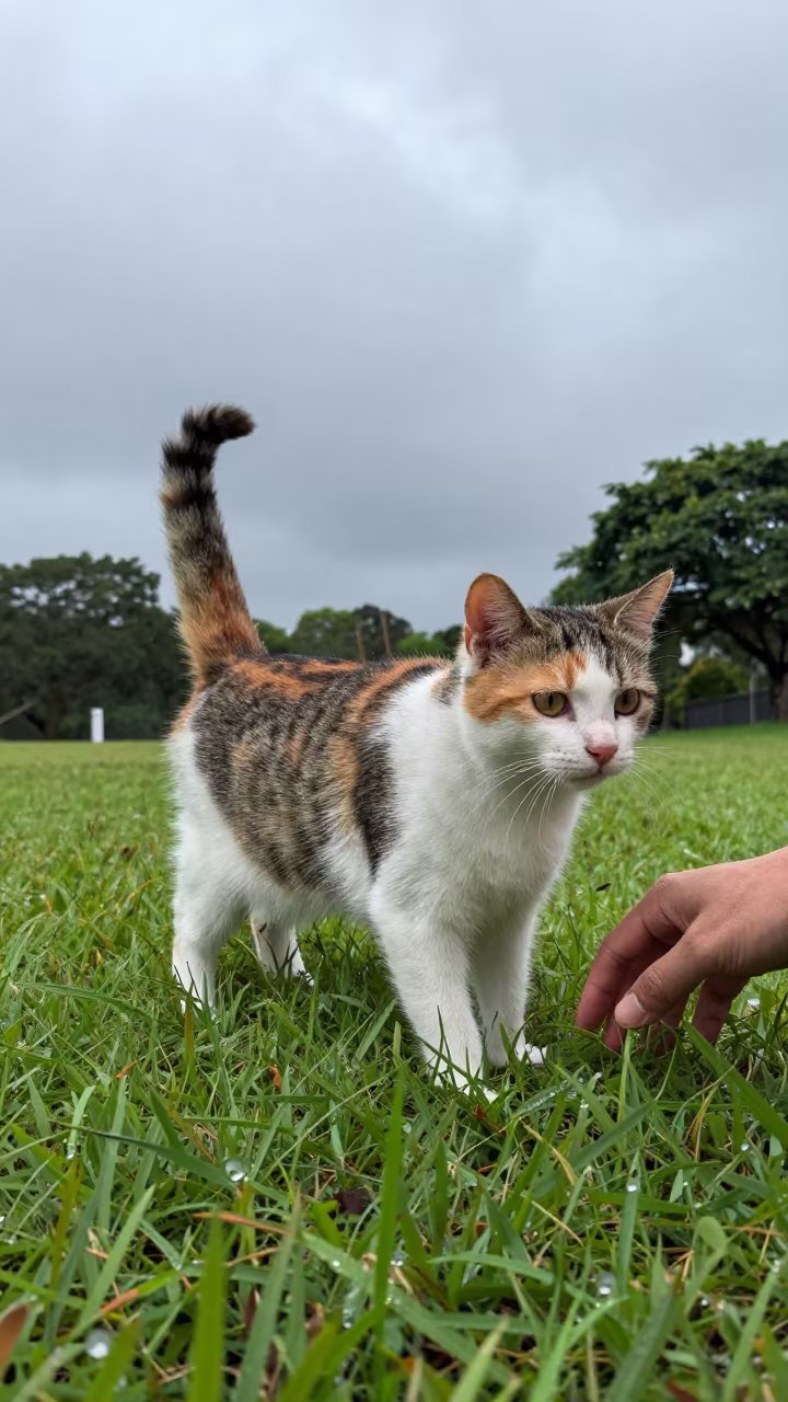 Japanese Bobtail Portrait in Townsville Monsoon Light in in a small yard with clipped grass, calm light, and the animal centered in frame in Townsville