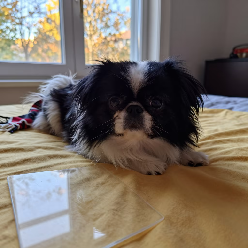 Japanese Chin Dog Resting on Bedspread Near Window in on a bedspread near a bright window with calm indoor light near Kunming