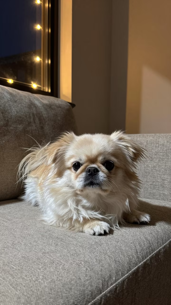 Japanese Chin on Linen Sofa Under String Lights in on a linen sofa with daylight from a nearby window in Chittagong
