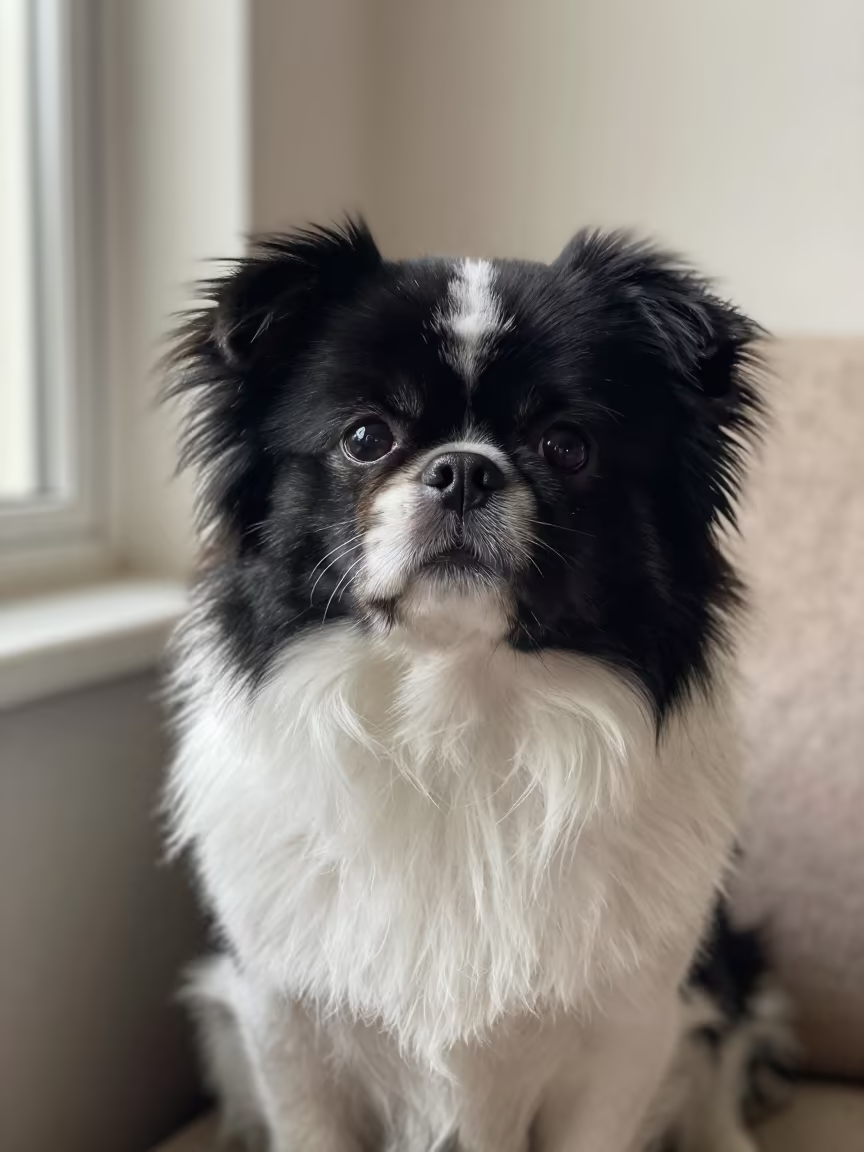 Japanese Chin Portrait Near Curtained Window in on a sofa near a curtained window with calm indoor light near Leticia