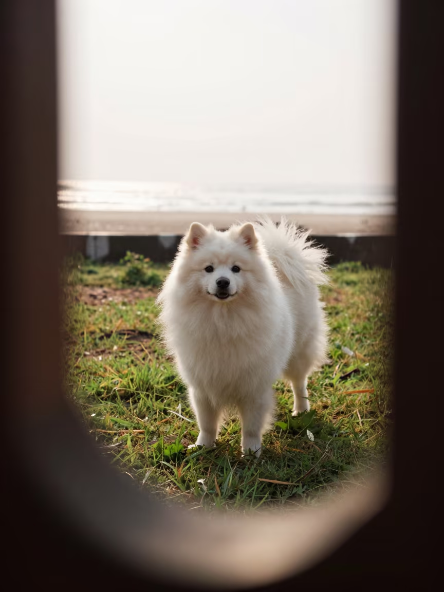 Japanese Spitz Portrait in Coastal Yard Rain in in a small yard with clipped grass, calm light, and the animal centered in frame in Machilipatnam