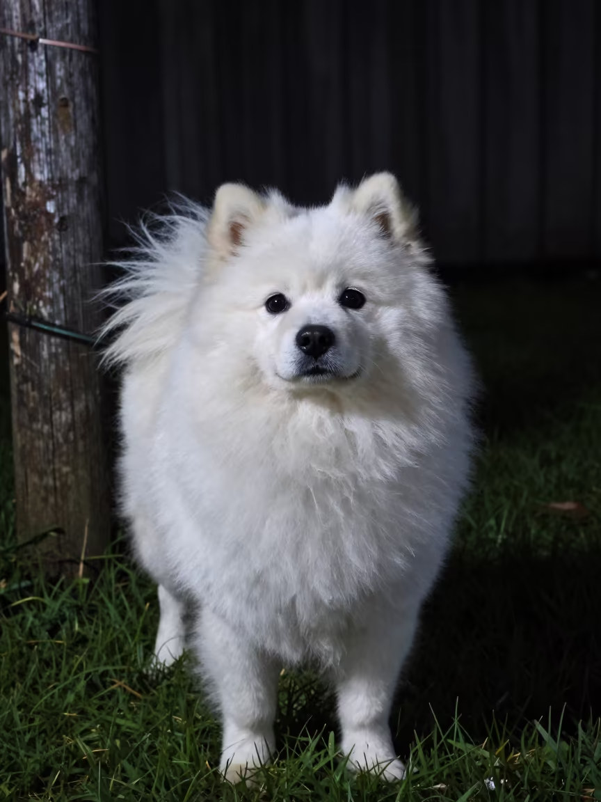 Japanese Spitz Portrait in Iloilo Night Light in in a small yard with clipped grass, calm light, and the animal centered in frame near Iloilo