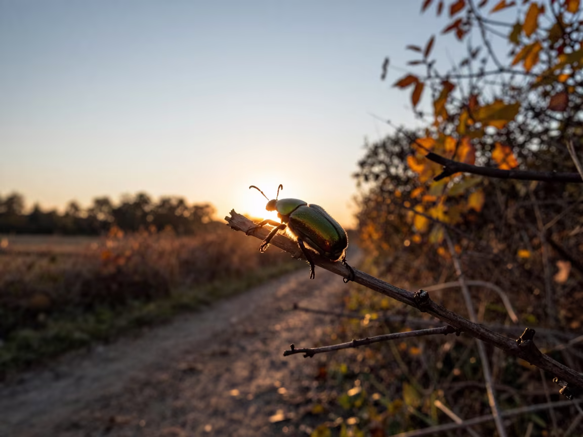 Jewel Beetle Silhouette in Amber Sunset Light in along a game trail near Kut