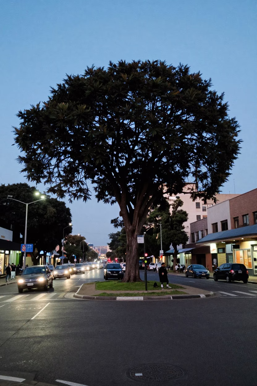 Johannesburg Evening Street Scene with Copper Beech Tree and Wet Flagstones in Blue Light in in Johannesburg, South Africa