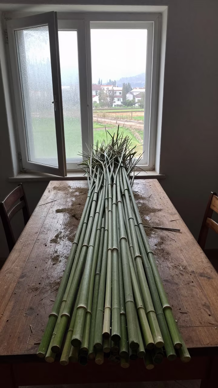 Jute Stalks on Dusty Library Table Near Ar Ramtha in on a dusty library table near Ar Ramtha