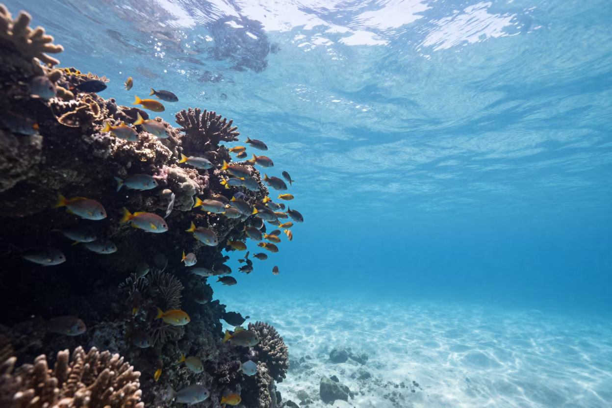 Juvenile Fish Schooling Over Volcanic Reef Stone Town in beside a volcanic reef overhang near Stone Town