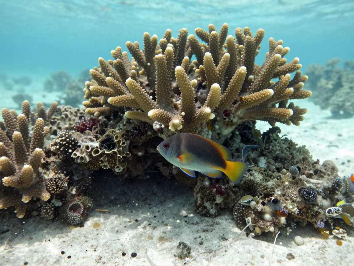 Juvenile Fish Sheltering in Staghorn Coral Underwater in beneath a reef ledge in tropical shallows near Zanzibar
