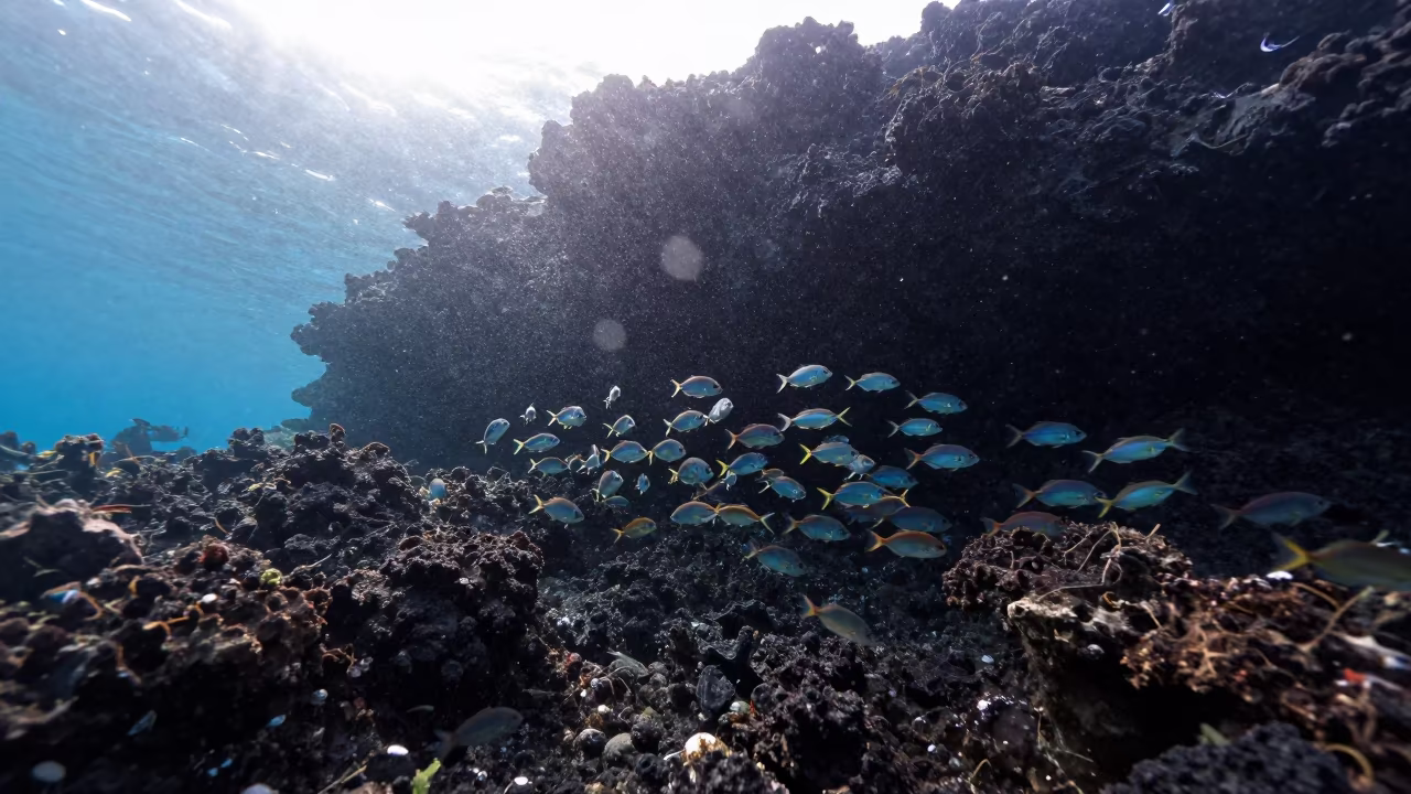 Juvenile Fish School Near Volcanic Reef Zanzibar in beside a volcanic reef overhang near Zanzibar