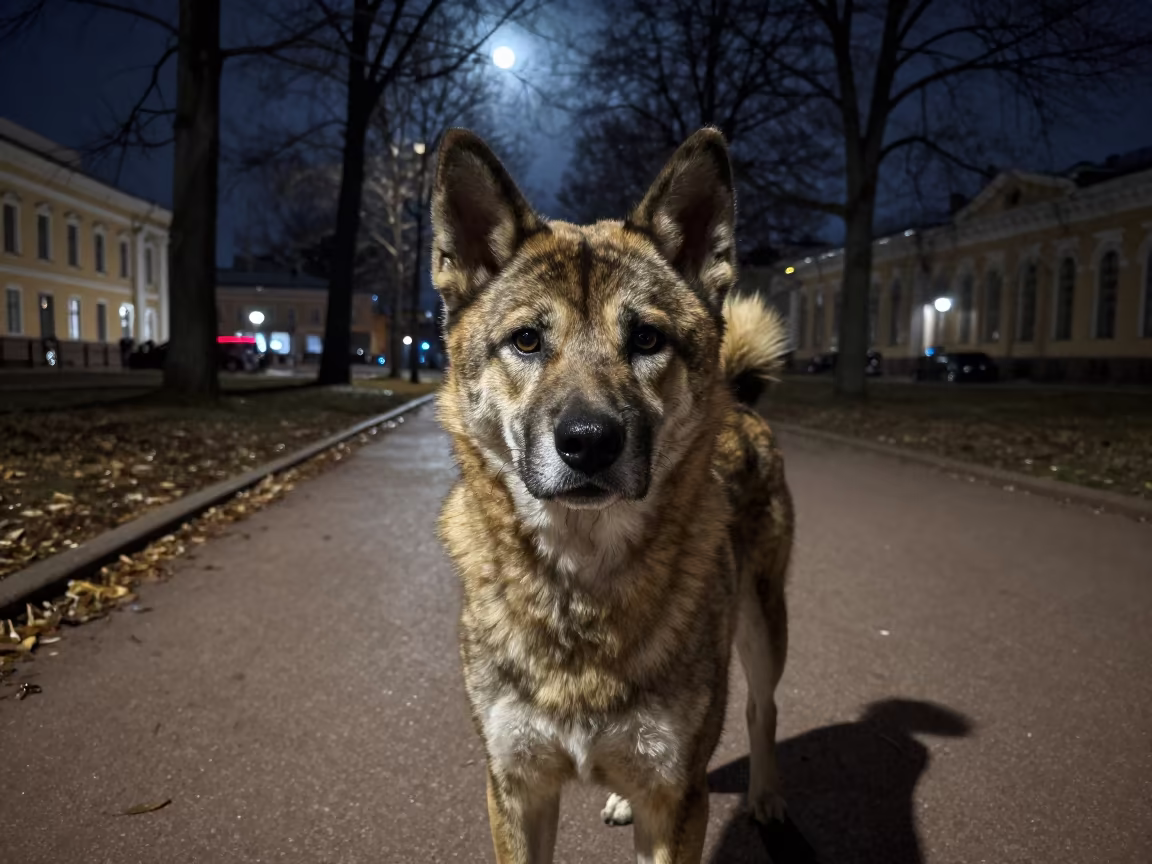 Kai Ken Portrait in St Petersburg Moonlight in along a quiet park path with soft open shade and a clean background in St Petersburg