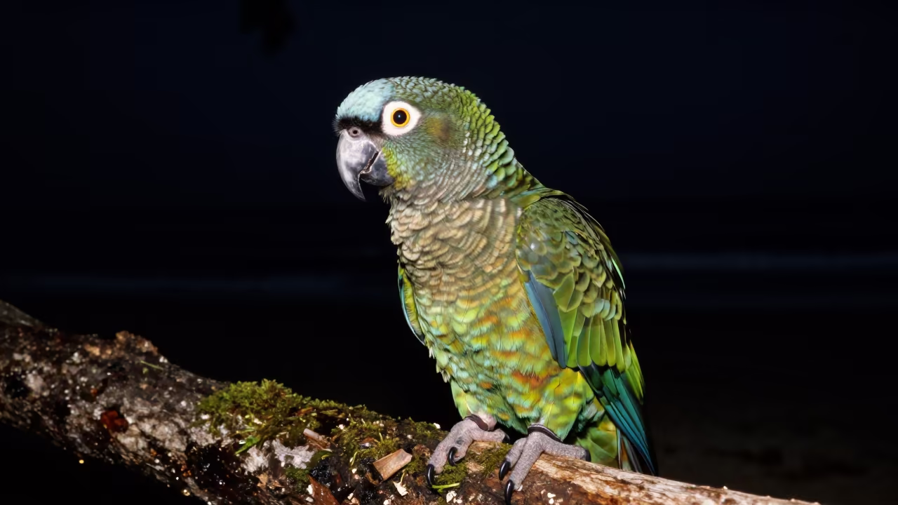 Kakapo Parrot on Mossy Log in Night Haze in near Havana