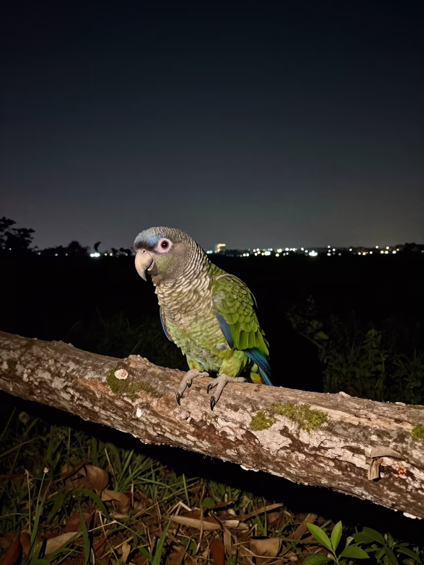 Kakapo Parrot on Mossy Log Night Starlight in near Ho Chi Minh City