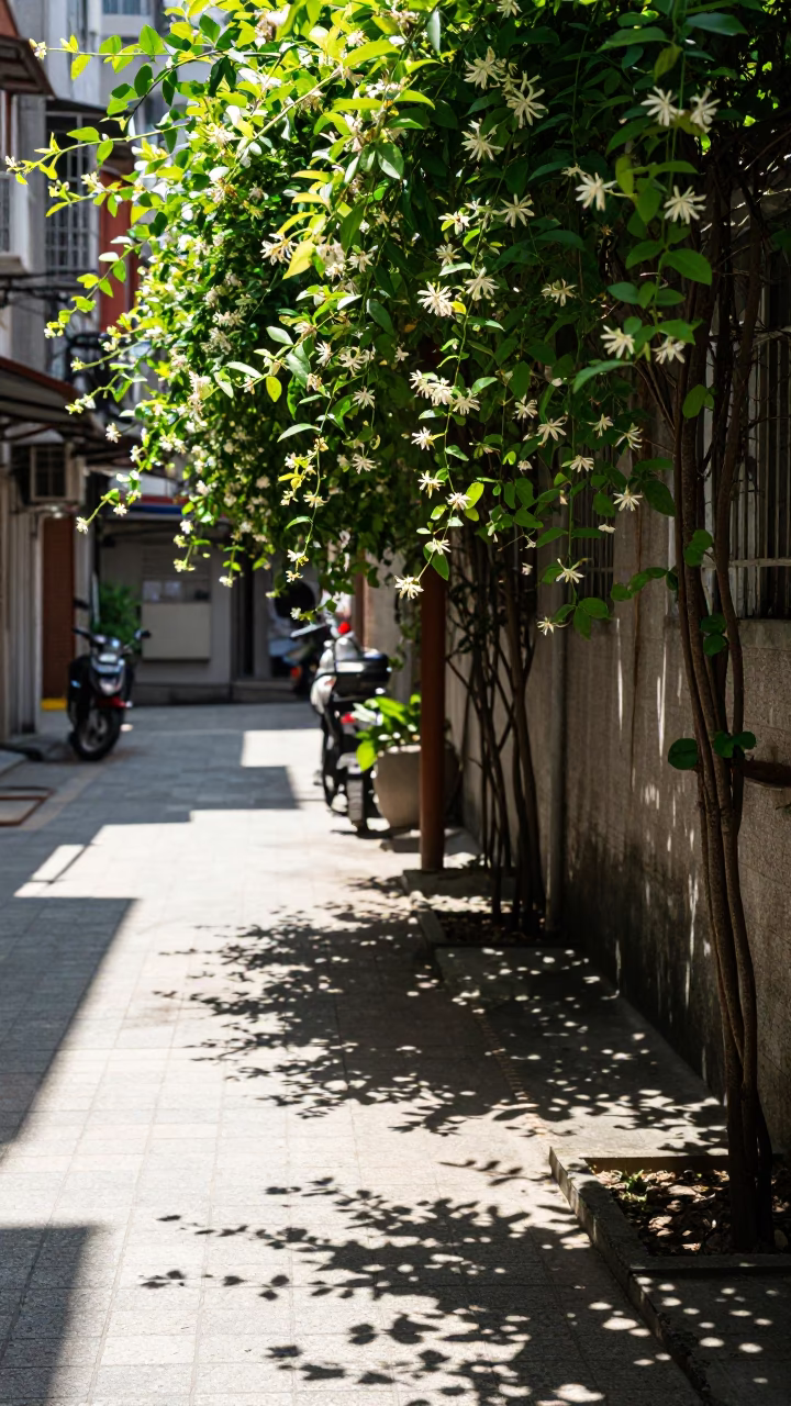 Kaohsiung Taiwan street scene midmorning with leaf shadows and climbing jasmine in in Kaohsiung, Taiwan