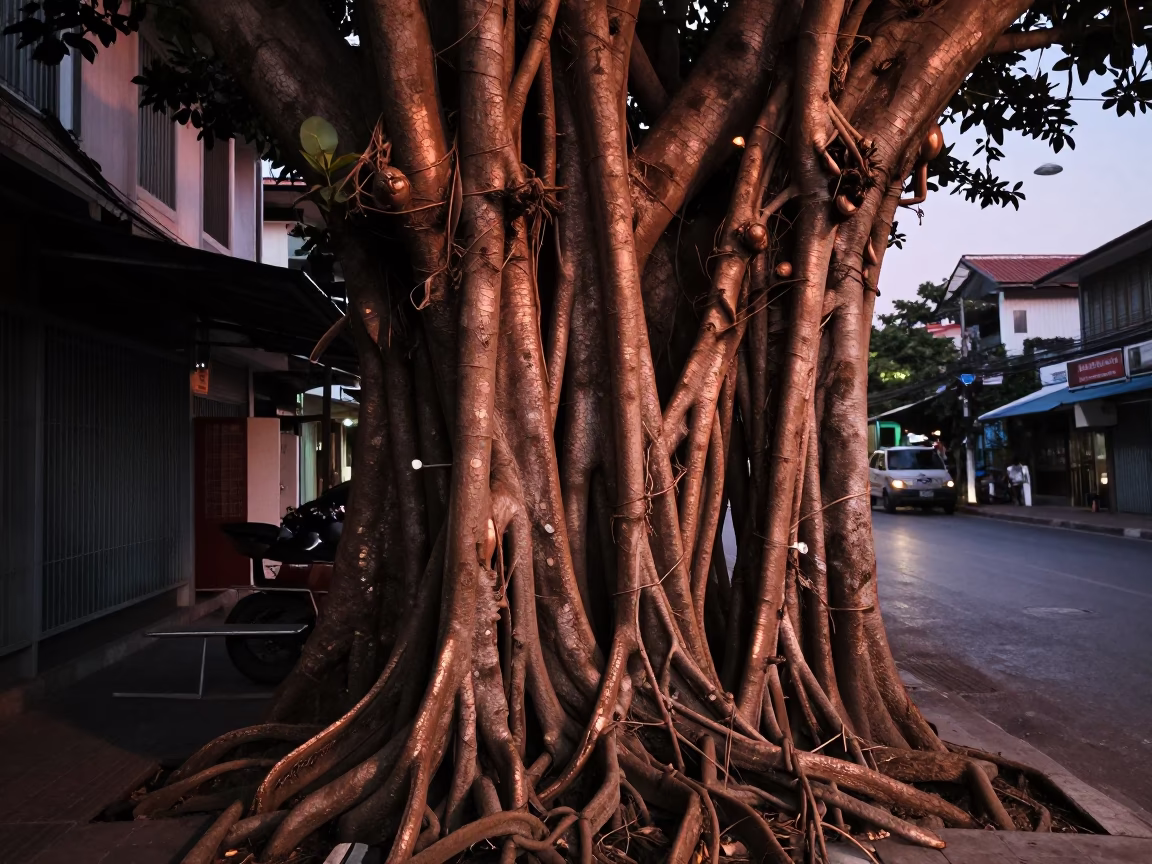 Kapok Tree Buttress Roots in Bangkok Copper Dusk Street Scene in in Bangkok, Thailand