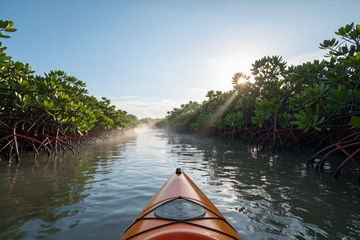 Kayak in Dominican Mangrove Channel at Dawn in along a switchback approach in Dominican Republic
