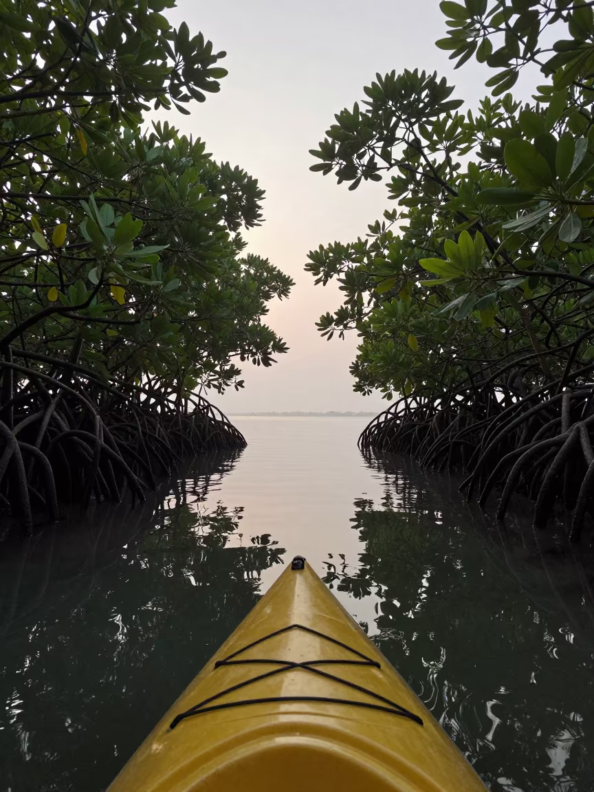 Kayak Drifting Through Mangrove Tunnel Morning Mist in in Maldives