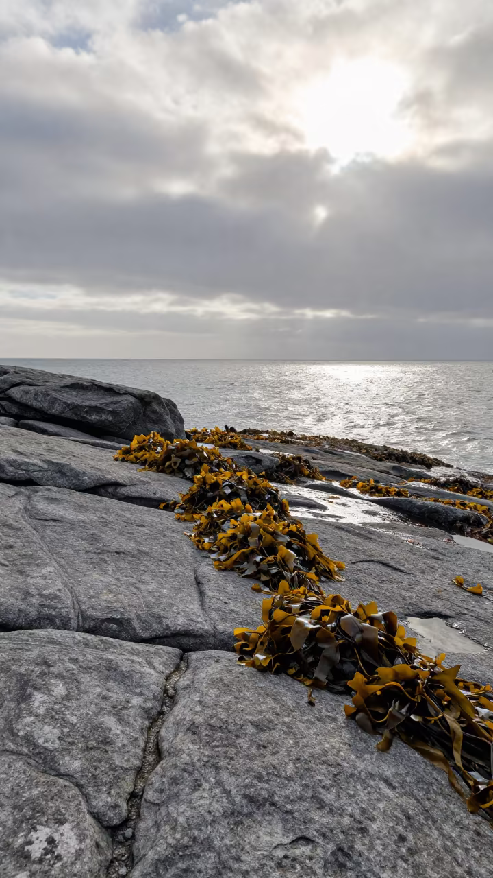 Kelp Holdfast on Salt Spray Cliff Cape Town in along a salt-sprayed cliff edge near Cape Town