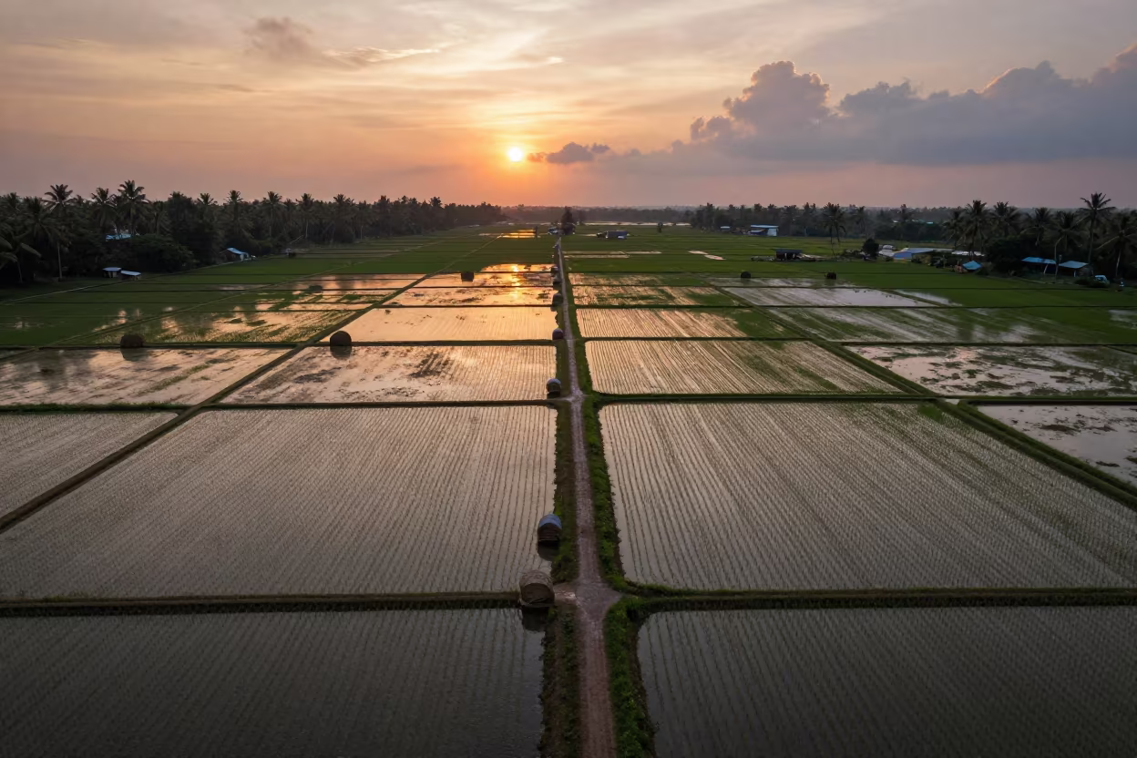 Kerala Rice Paddies Reflecting Sunset Sky in beside stacked hay bales in Kerala