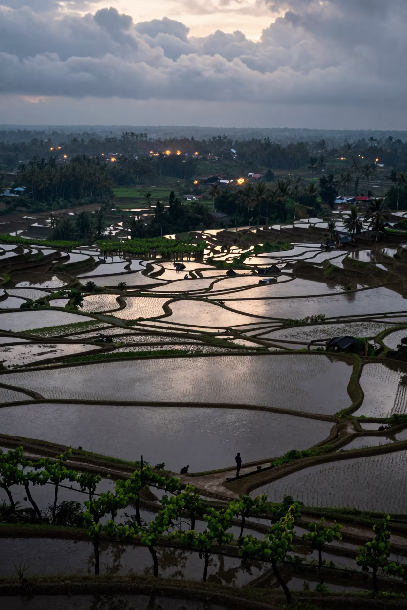Kerala Rice Terraces Reflecting Indigo Sky in between vineyard trellises in Kerala
