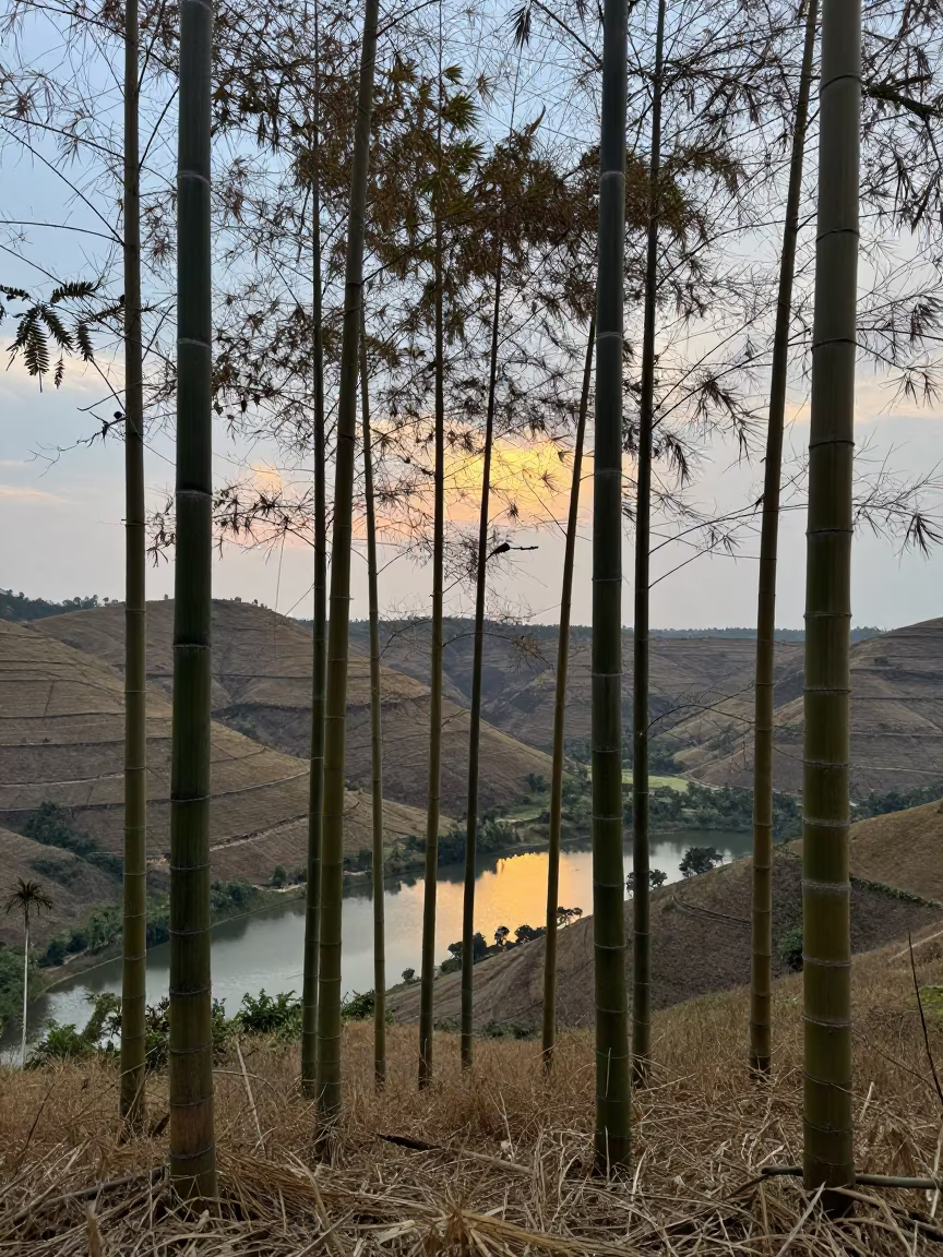 Kerala Ridge Bamboo Grove Blue Hour in from a ridge above layered foothills in Kerala
