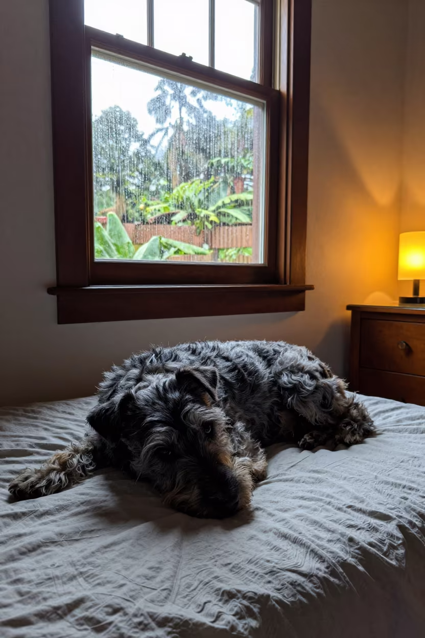 Kerry Blue Terrier Resting on Bedspread Near Window in on a bedspread near a bright window with calm indoor light near Ibagué