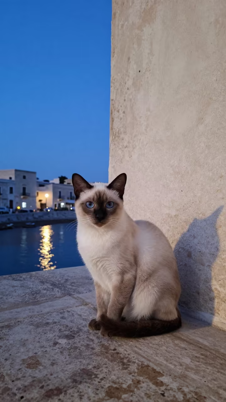 Khaomanee Cat on Shaded Porch in Bari in beside a plain courtyard wall in clear daylight with the animal at eye level in Bari