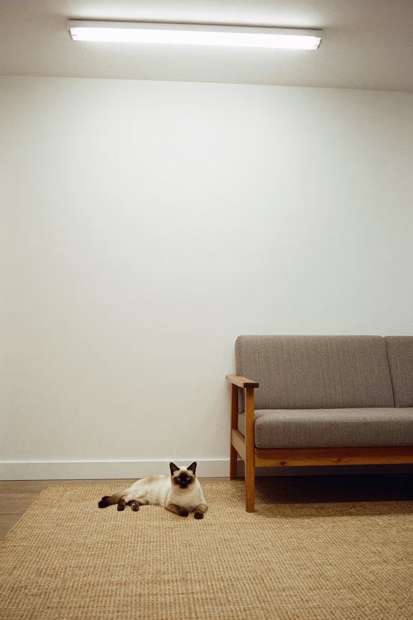 Khaomanee Cat on Woven Rug in Predawn Southend Home in on a woven rug beside a low couch and an uncluttered wall in Southend-on-Sea