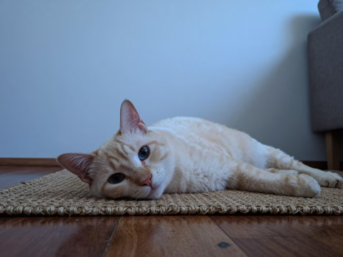 Khaomanee Cat Resting on Rug in Evening Light in on a woven rug beside a low couch and an uncluttered wall in Tauranga
