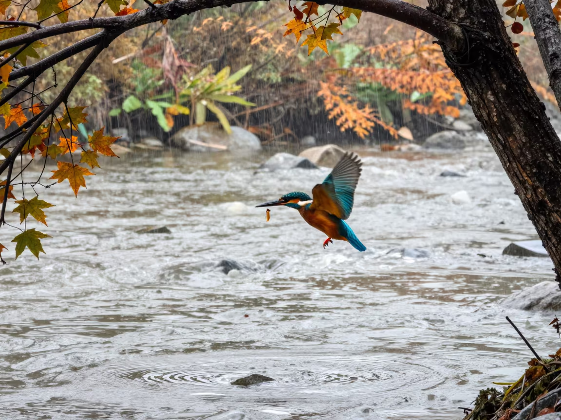 Kingfisher Diving Glacial Stream Autumn Rain in above a glacial stream in Jiangsu