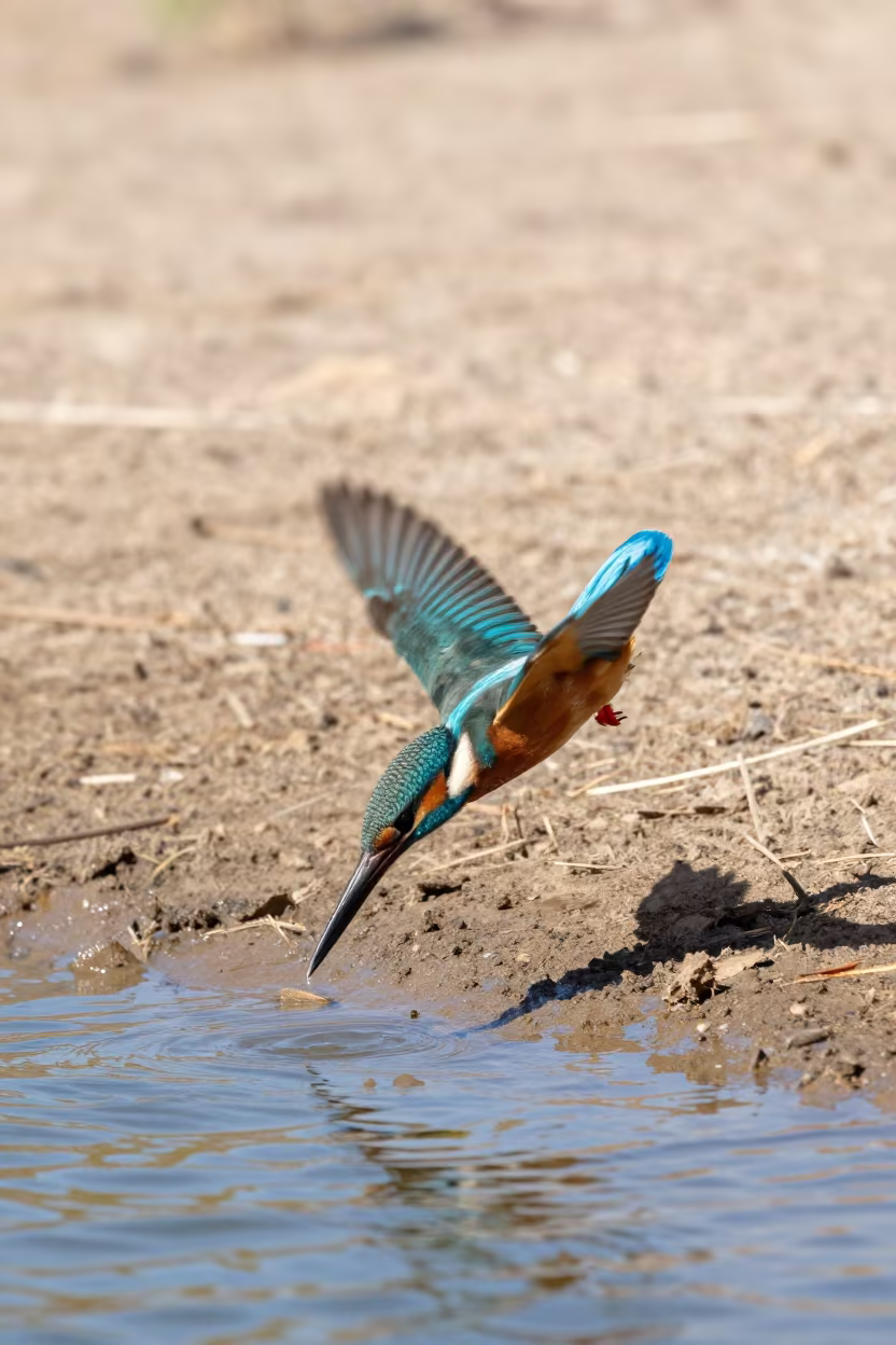 Kingfisher Diving Noon Near Antalya in near Antalya