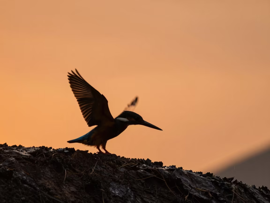 Kingfisher Silhouette Diving at Sunset in on a wind-scoured ridge in Zhejiang