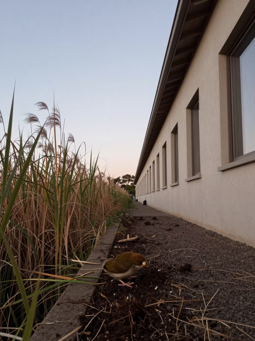 Kiwi Bird Probing Soil Near Adelaide Reed Bed in at the edge of a reed bed near Adelaide