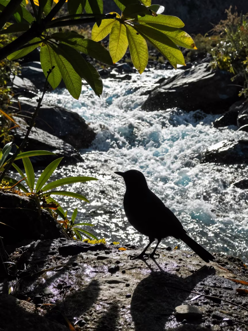Kiwi Bird Silhouette on Alaskan Stream in above a glacial stream in Alaska
