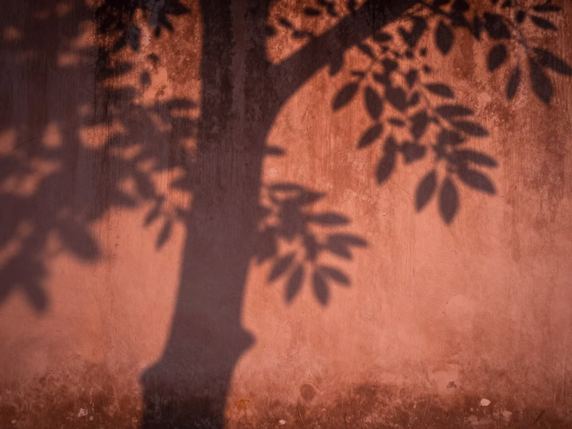 Kochi evening light on weathered plaster with dappled leaf shadows in in Kochi, India