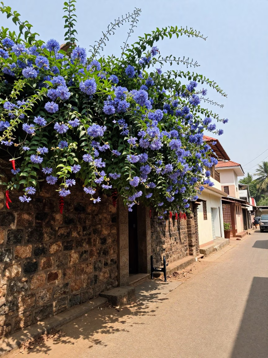 Kochi India noon street scene with plumbago hedge and chili peppers in in Kochi, India