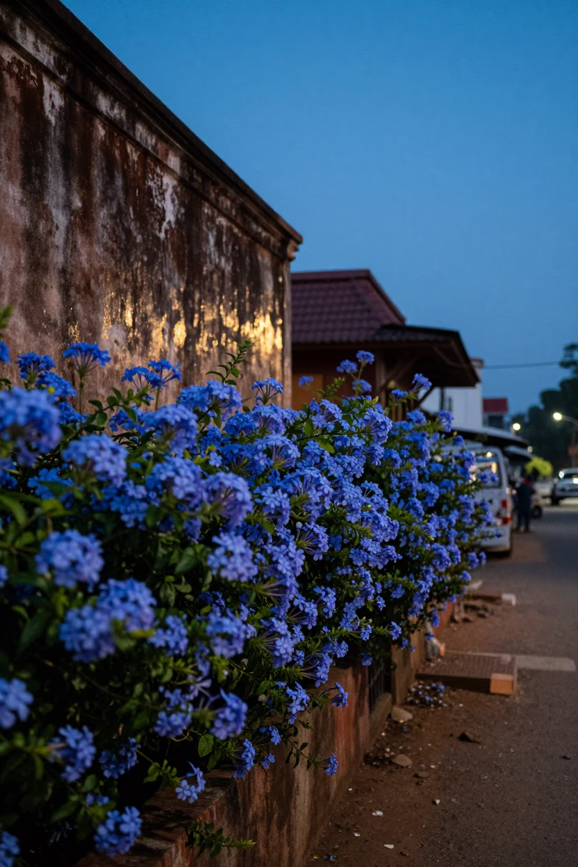 Kochi India Twilight Street Scene with Blue Plumbago Hedge and Traditional Kerala Architecture in in Kochi, India