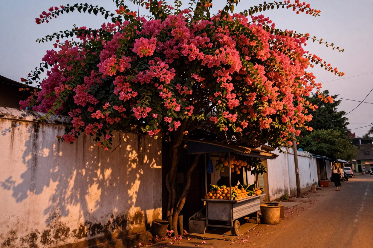 Kochi Street Scene with Bougainvillea and Oranges in Copper Dusk Light in in Kochi, India