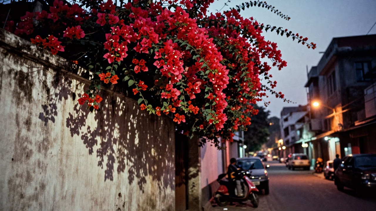 Kolkata Street Scene at Dusk with Bougainvillea and Tea Stains on Doorframe in in Kolkata, India
